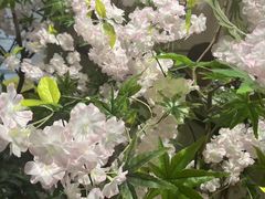 -刘胖子家常菜·蹄花焖藕(中南店)