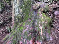 -天目山大树王景区