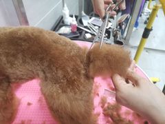 -宠福鑫康馨动物医院·骨科·眼科