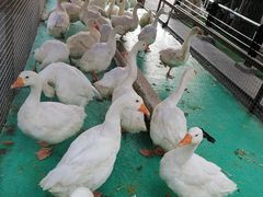 -大鹅岛绿色生态美食园