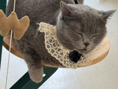 -共舞时光猫咖·狗咖(新街口店)