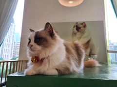 -喵喵咪呀布偶猫咖(春熙路店)