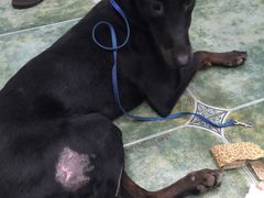 -伟伟宠物医院·CT影像中心·瑞派犬猫综合性门诊(汉口总院)