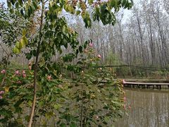 -合肥滨湖国家森林公园