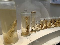 -广东中医药博物馆