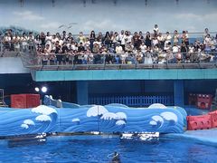 -海合安成都极地海洋公园