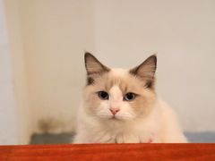 -猫友咖啡店(玉林西路店)