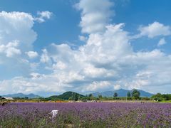 -北京东方普罗旺斯薰衣草庄园