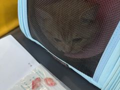 -谐和贝康宠物医院24小时·宠保定点(急重症转诊中心)