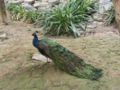 -泉州海丝野生动物世界