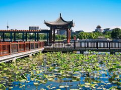 -莲花池公园