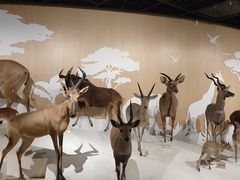 -陕西自然博物馆