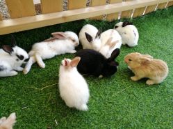 -萌宠亲子动物乐园(槐房万达店)