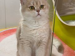 -青奢宠物·青奢猫舍