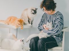 -喵的天空名猫咖啡馆·撸猫·猫舍·用品