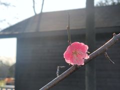 -三垟湿地