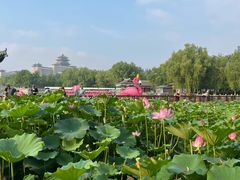 -莲花池公园