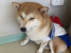 -怪兽屋·羊驼·猫咖·狗咖(俊华广场店)