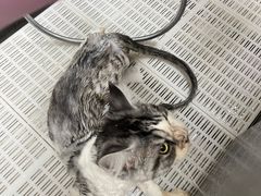 -北京观赏动物医院·24小时大型综合·猫专科·异宠专科