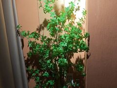 -泰·菩提树下[泰式按摩x精油SPAx肩颈头疗](新景店)