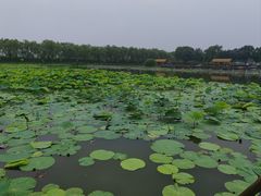 -白洋淀景区