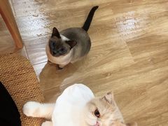 -滚猫咖啡·猫咖·猫友好撸猫(未来城店)