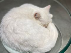 -more than meow吴止猫主题餐厅(承德 中船汇店)