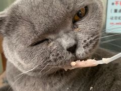 -猫小院猫主题咖啡厅(北锣店)