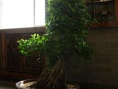 盆景-保定会馆(裕华店)