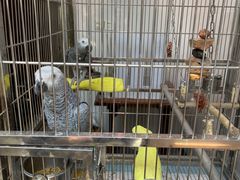 -观桥阁(锦溪店)