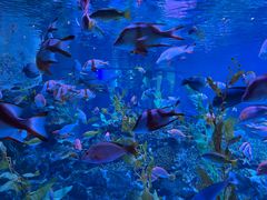 -海合安成都极地海洋公园