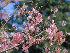 -中国科学院华南植物园