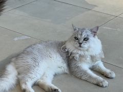 -怪兽屋·羊驼·猫咖·狗咖(俊华广场店)