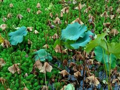 -四川大学(华西校区)