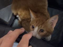 -中农国际动物医院24小时·猫科·骨科·急重症中心