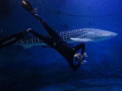 -烟台海昌鲸鲨海洋公园