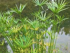 -眉山湿地公园(东坡区)