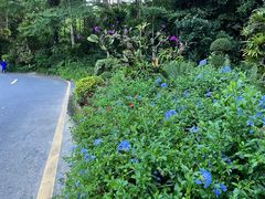-深圳仙湖植物园