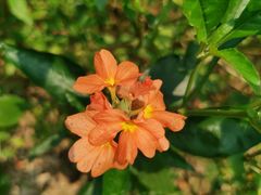 -中国科学院西双版纳热带植物园