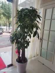 -清雅诗韵丽人产后恢复(回龙观店)
