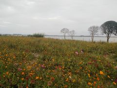 -莲花岛景区