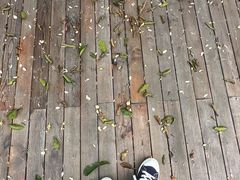 -南山植物园