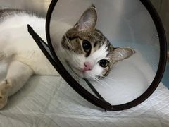 -乐琪宠物医院·犬猫专科·骨外科·急重症
