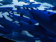 -烟台海昌鲸鲨海洋公园