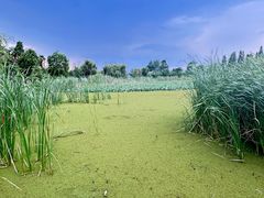 -呈贡滇池生态湿地公园