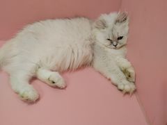 -毛绒耶耶撸宠馆·猫咖·狗咖·荷兰猪咖