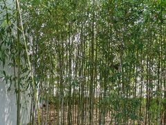 -张家港凤凰山景区河阳山歌馆