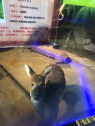 -未来动物城动物主题公园(大悦城店)