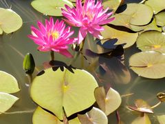 -国家植物园南园