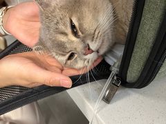 -伟伟宠物医院·CT影像中心·瑞派犬猫综合性门诊(汉口总院)